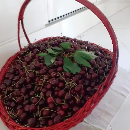 Maria Del Mar Monopoli